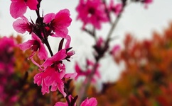 张梦怡不加v微博